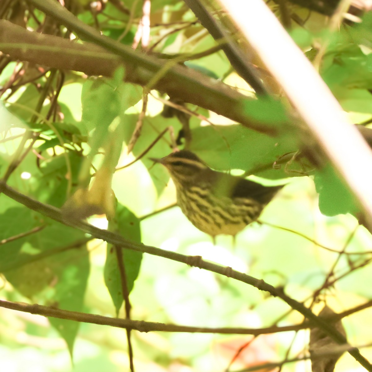 Northern Waterthrush - ML647363518