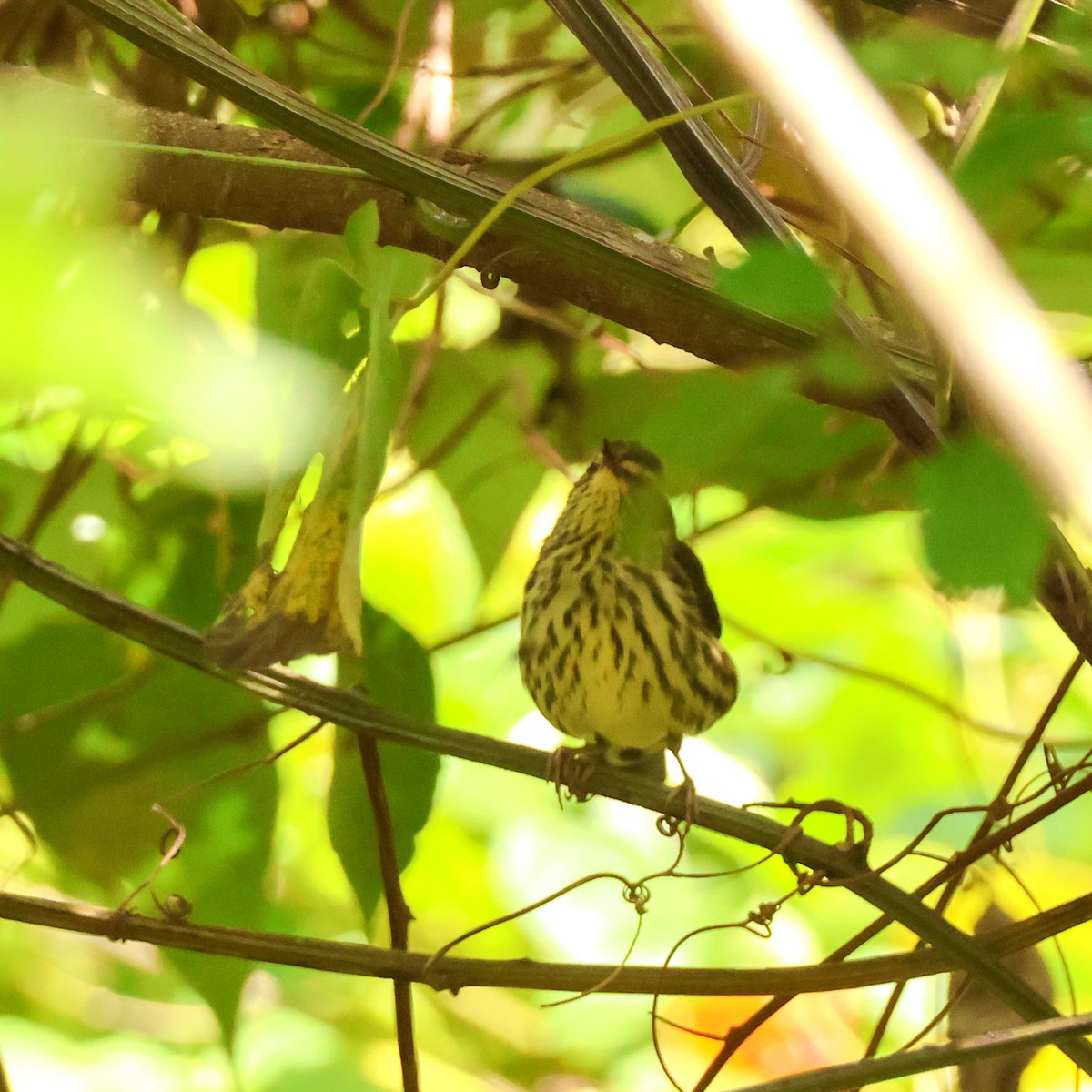 Northern Waterthrush - ML647363519