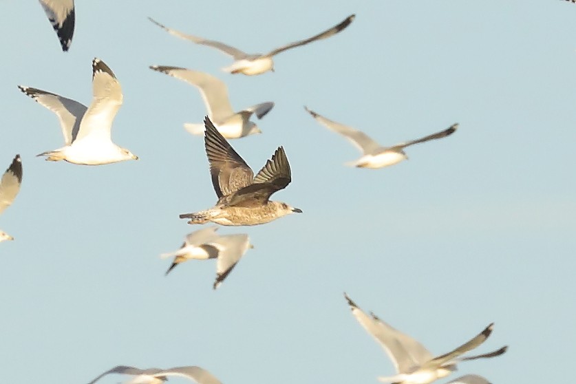 Kara Sırtlı Martı - ML647363548