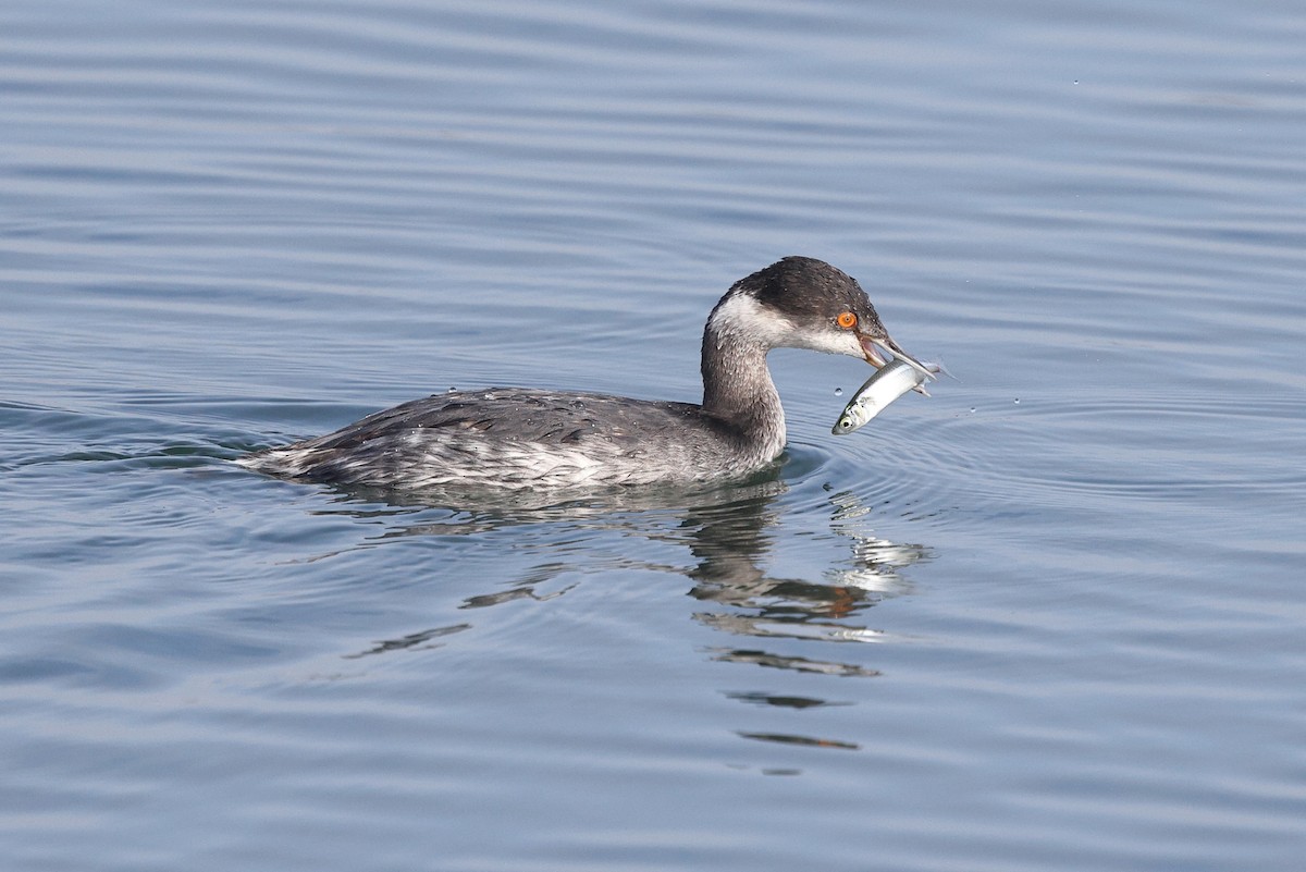 Eared Grebe - ML647363553