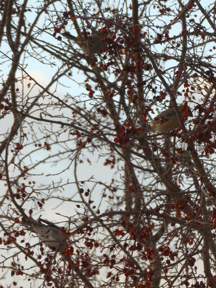 Смеречник тайговий - ML647363578