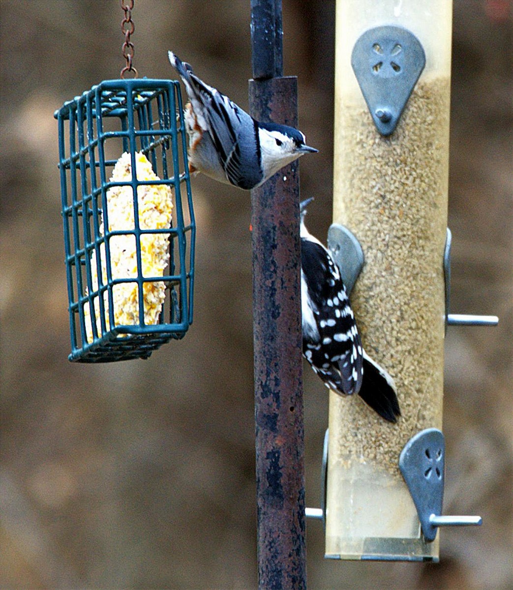 Weißbrustkleiber - ML647363602