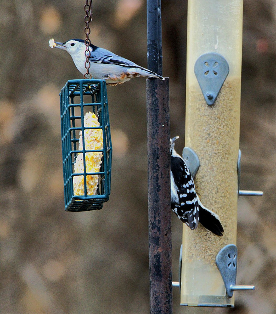 Weißbrustkleiber - ML647363603