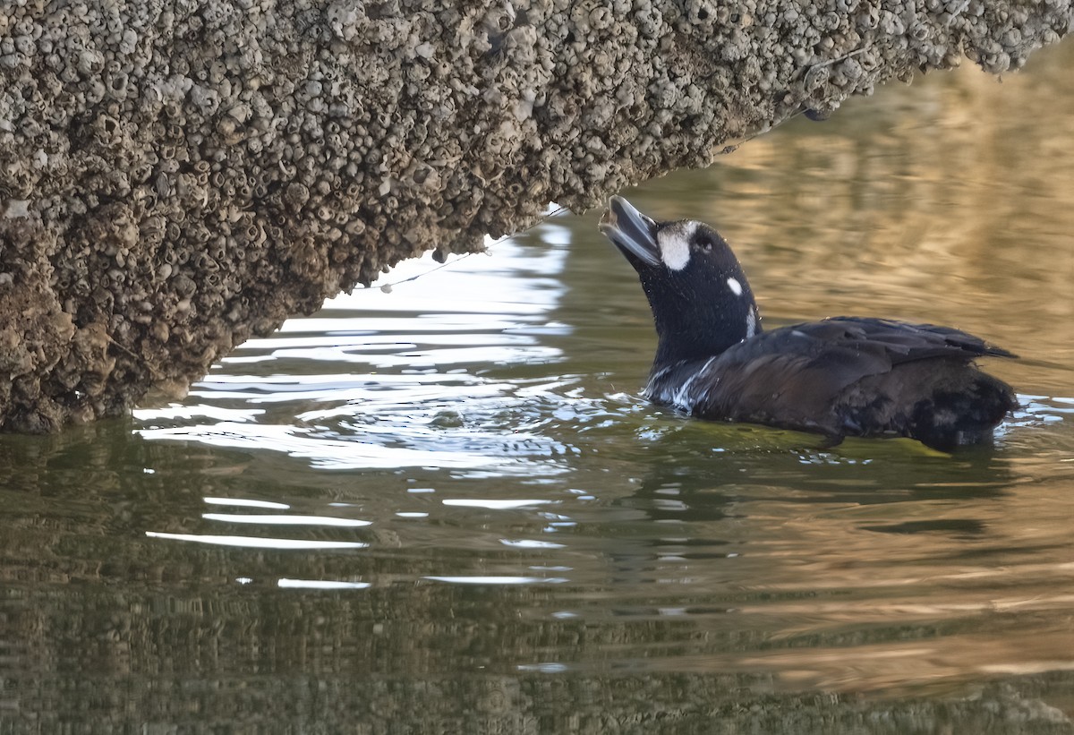 kačka strakatá - ML647363609