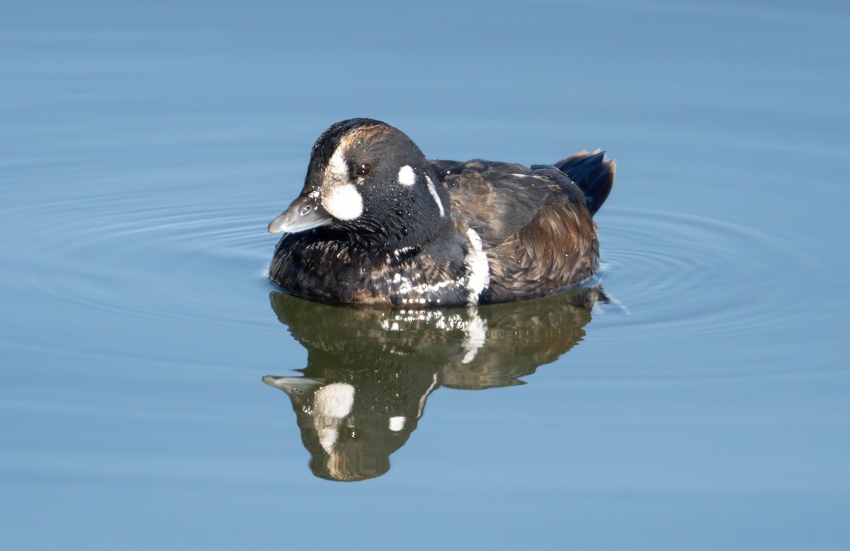 kačka strakatá - ML647363610