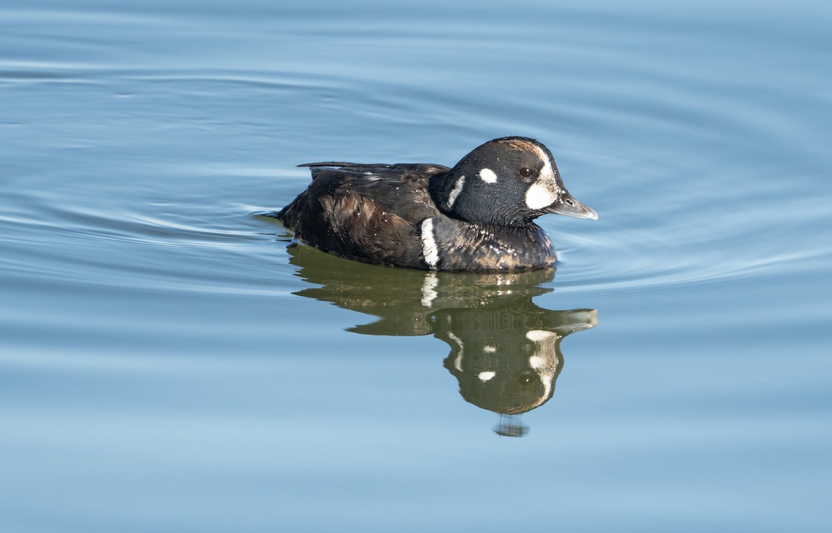 kačka strakatá - ML647363611