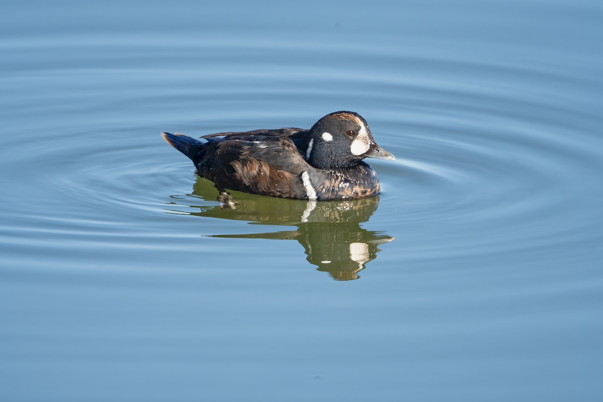 kačka strakatá - ML647363612