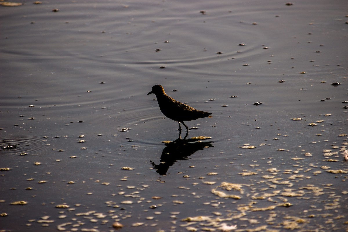 Semipalmated Sandpiper - ML647363621