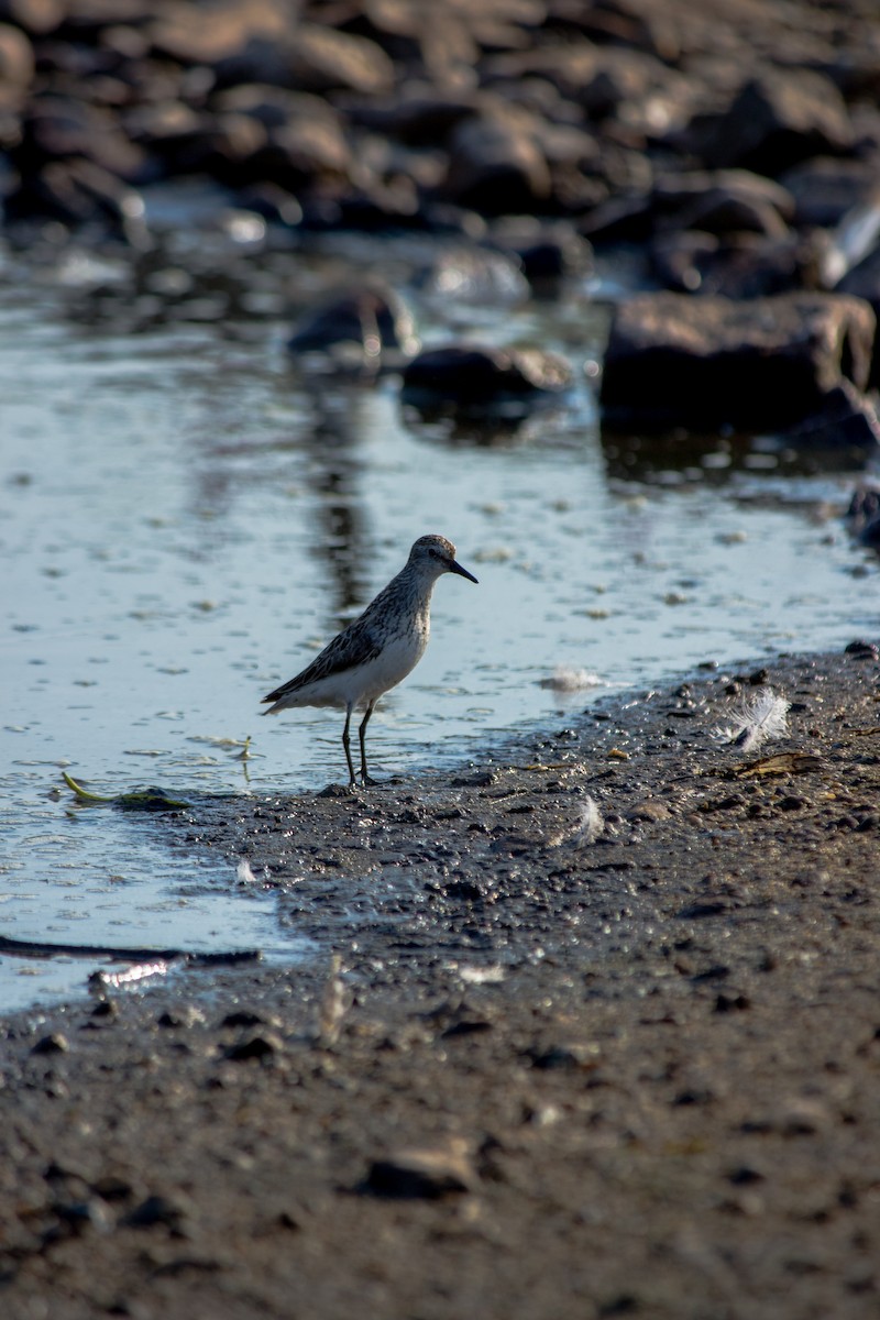 Semipalmated Sandpiper - ML647363622