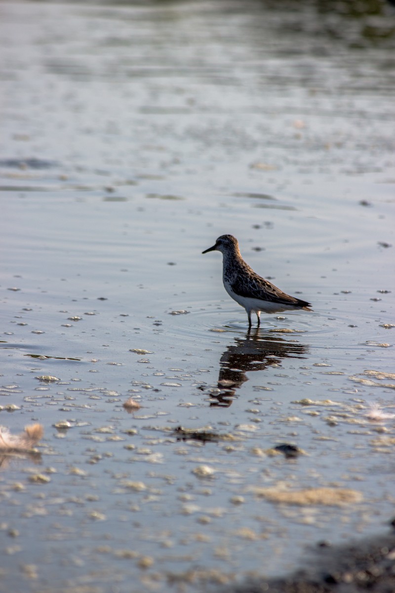 Semipalmated Sandpiper - ML647363623