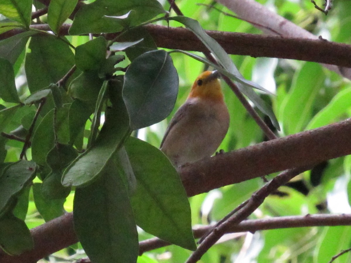 Orange-headed Tanager - ML647363640
