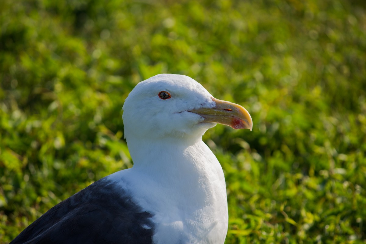 racek mořský - ML647363649