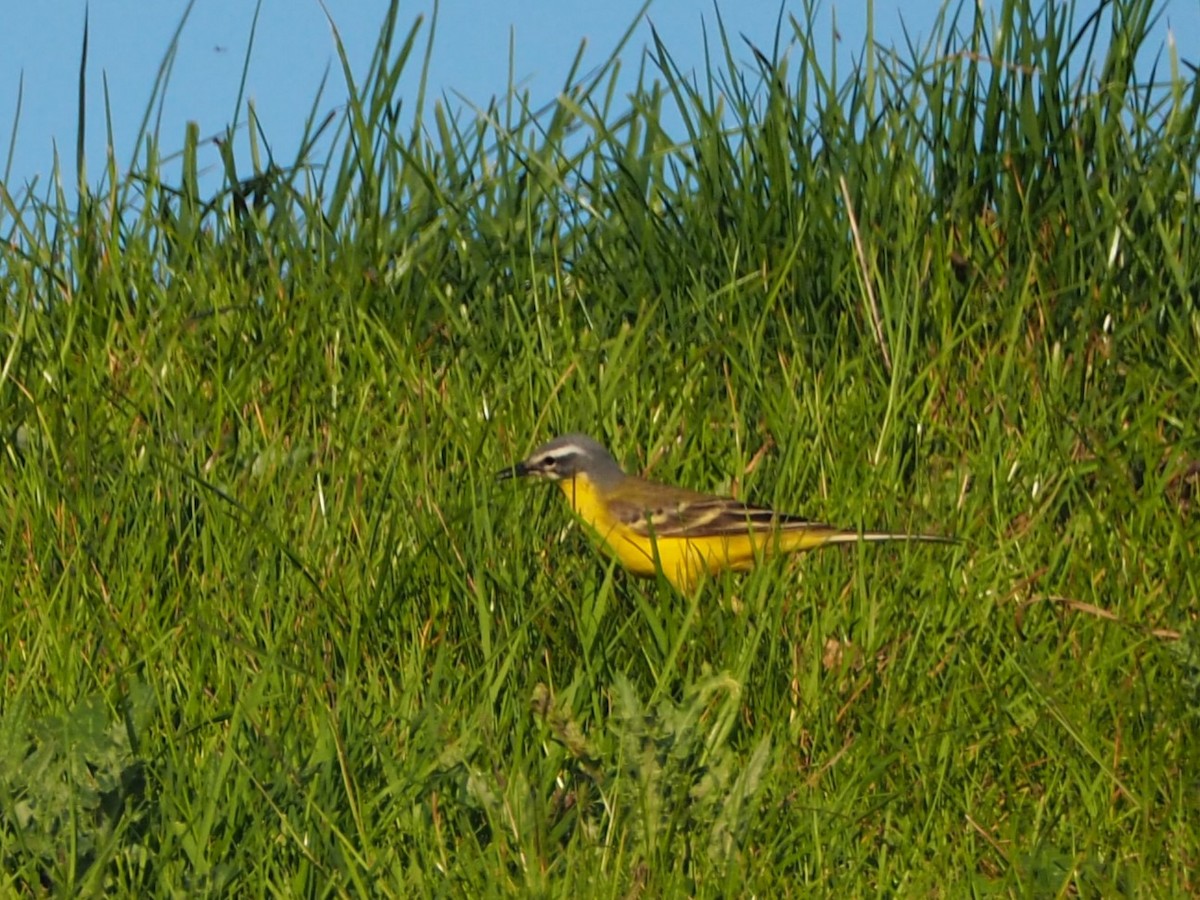 Western Yellow Wagtail (flava) - ML647363686