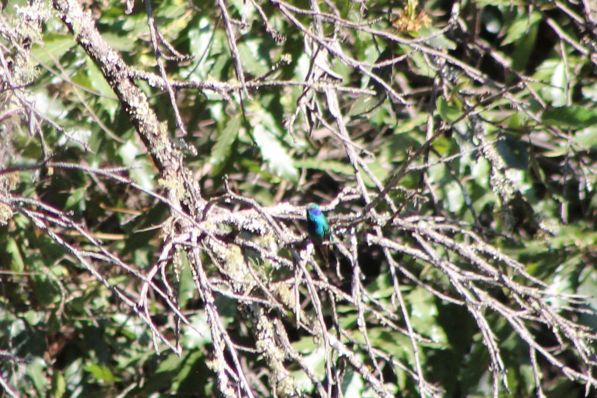 Colibri thalassin - ML647363687