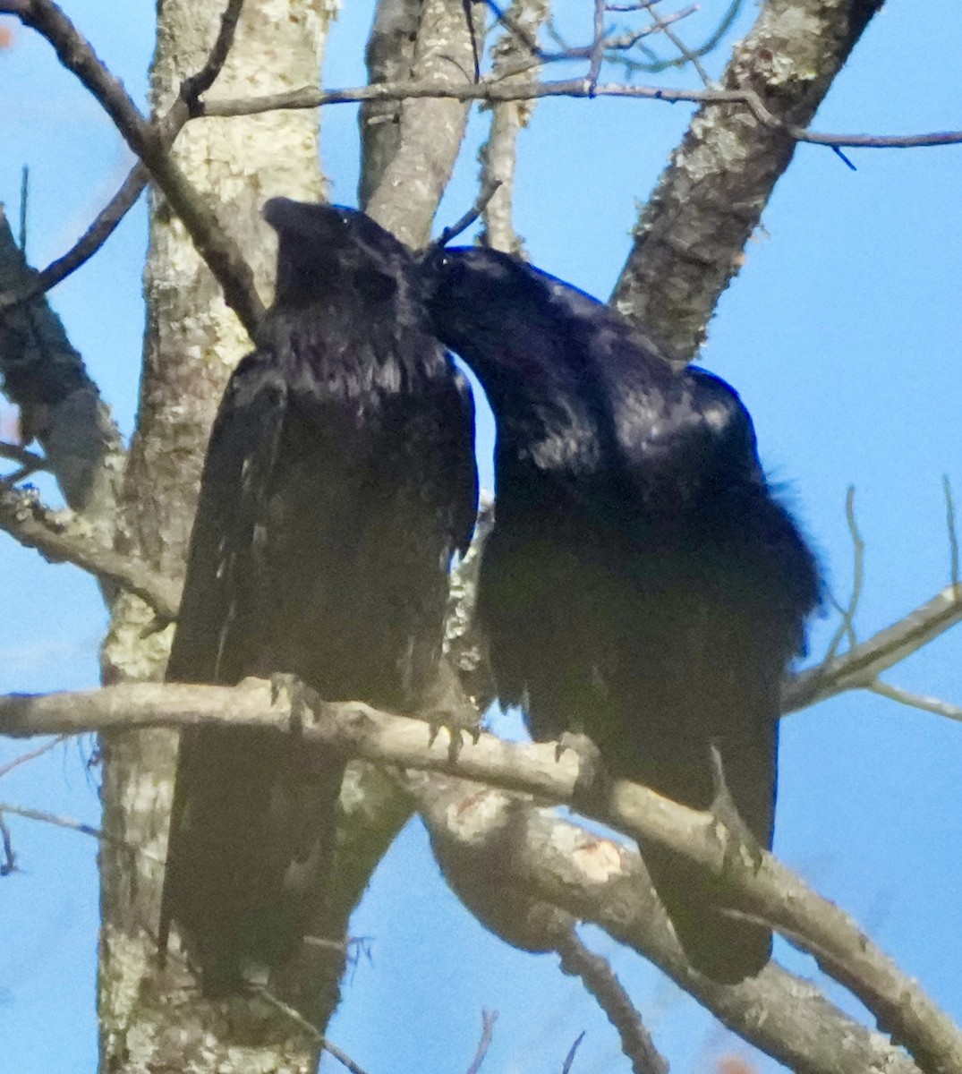 עורב שחור - ML647363689