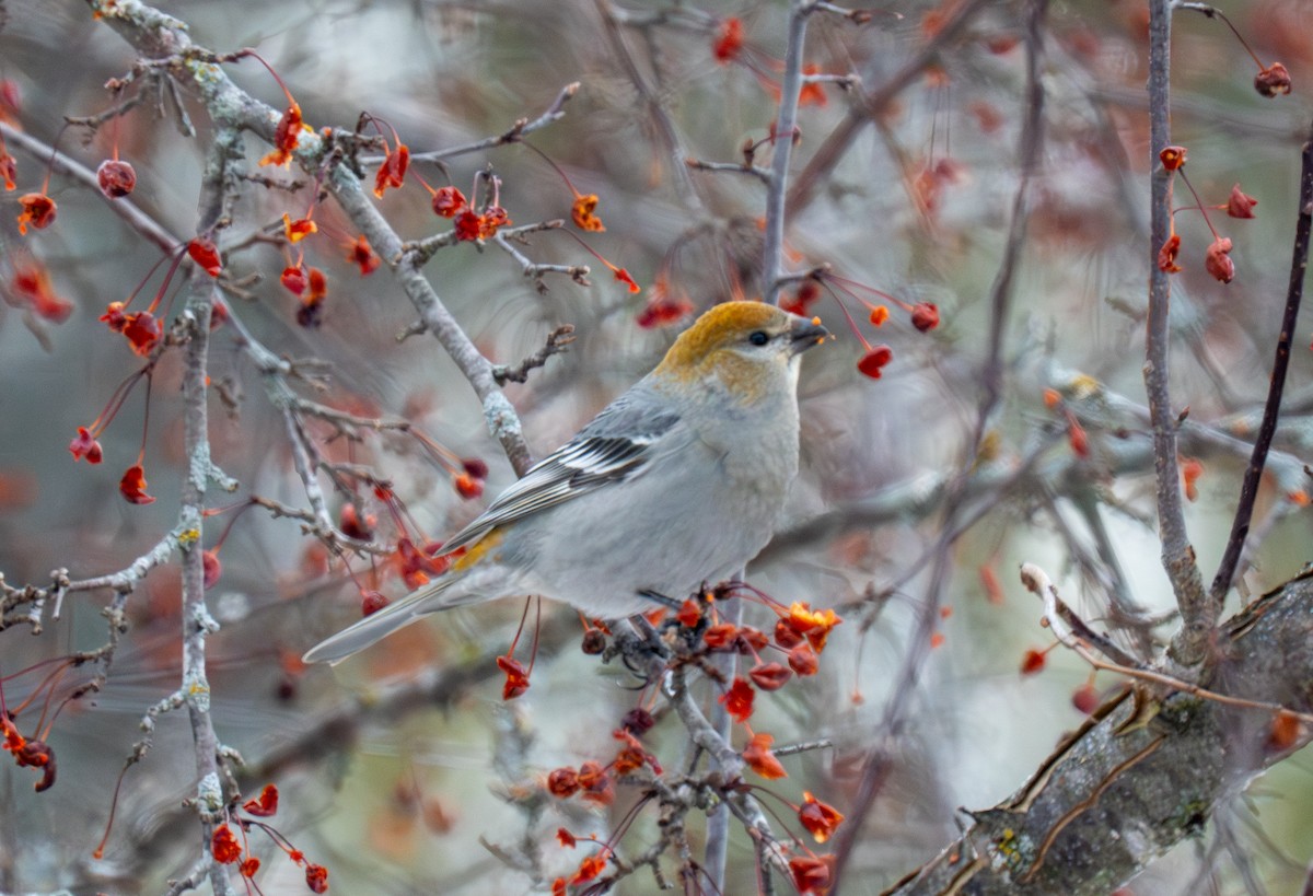 Смеречник тайговий - ML647363695