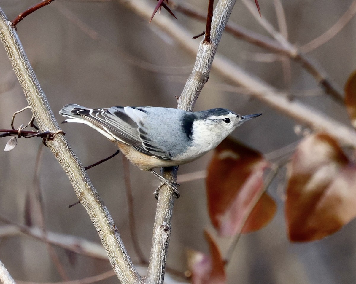 Weißbrustkleiber - ML647363697