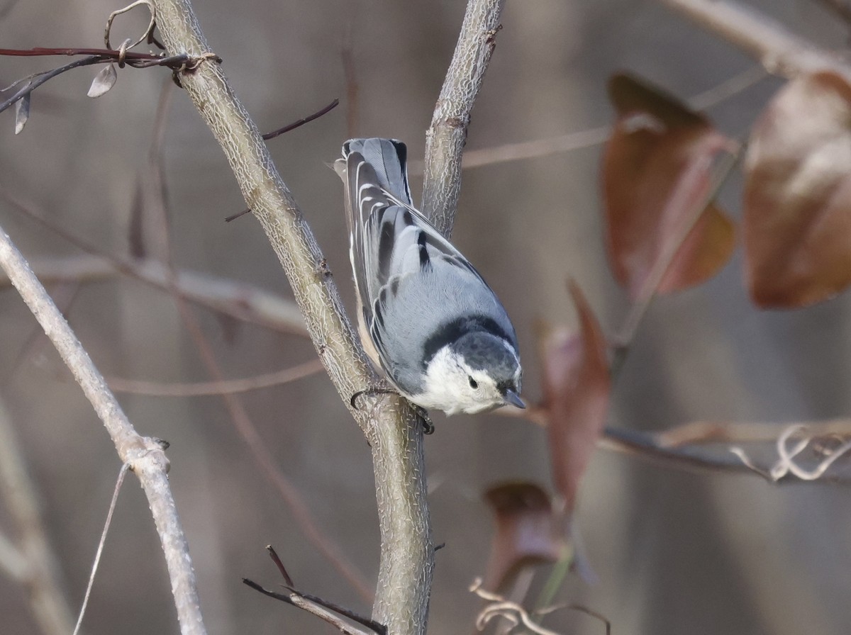 Weißbrustkleiber - ML647363704