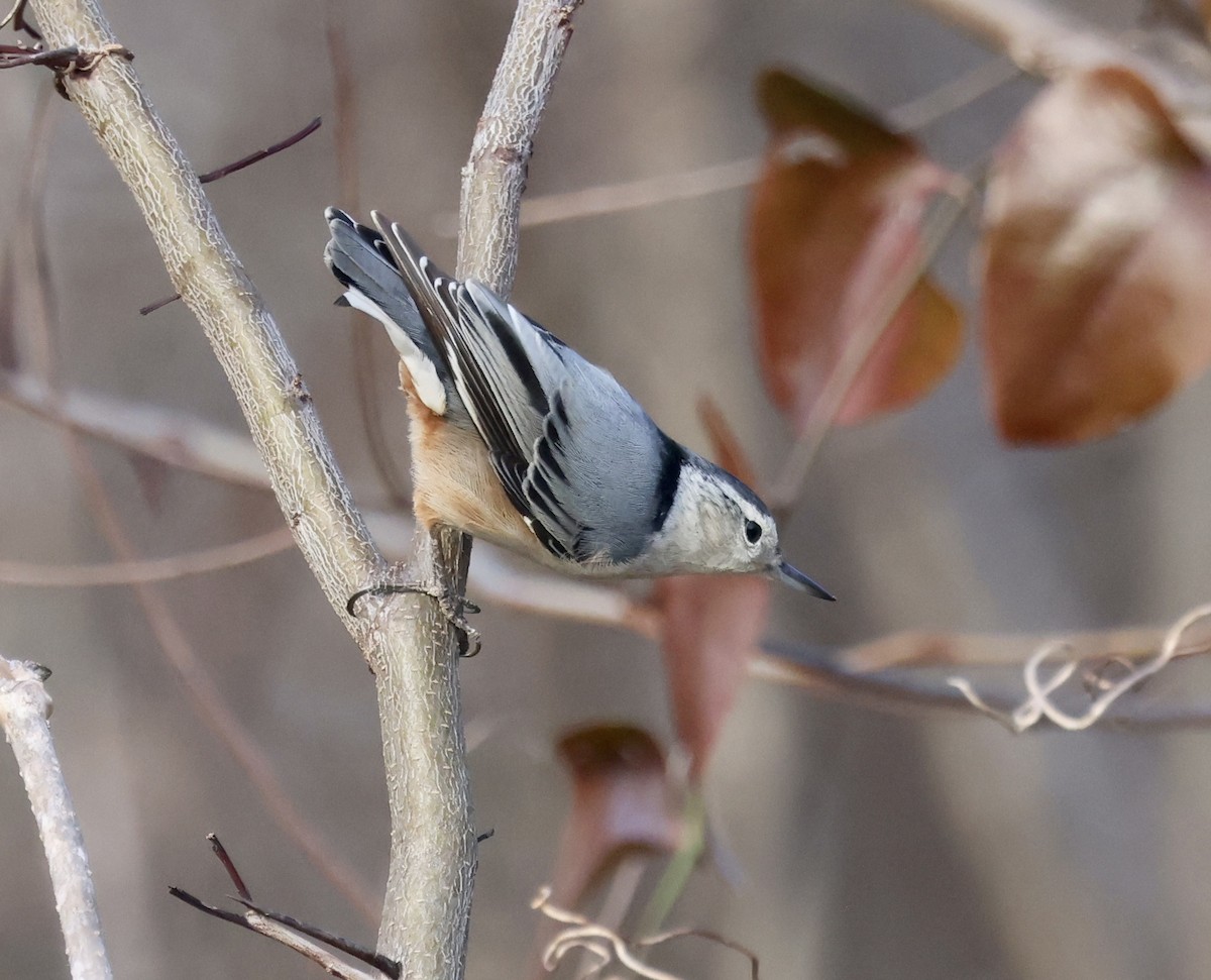 Weißbrustkleiber - ML647363712