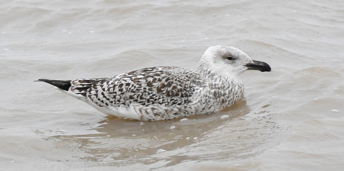 racek mořský - ML647363719