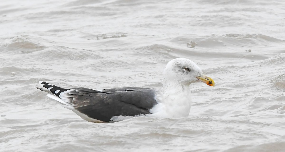 racek mořský - ML647363720