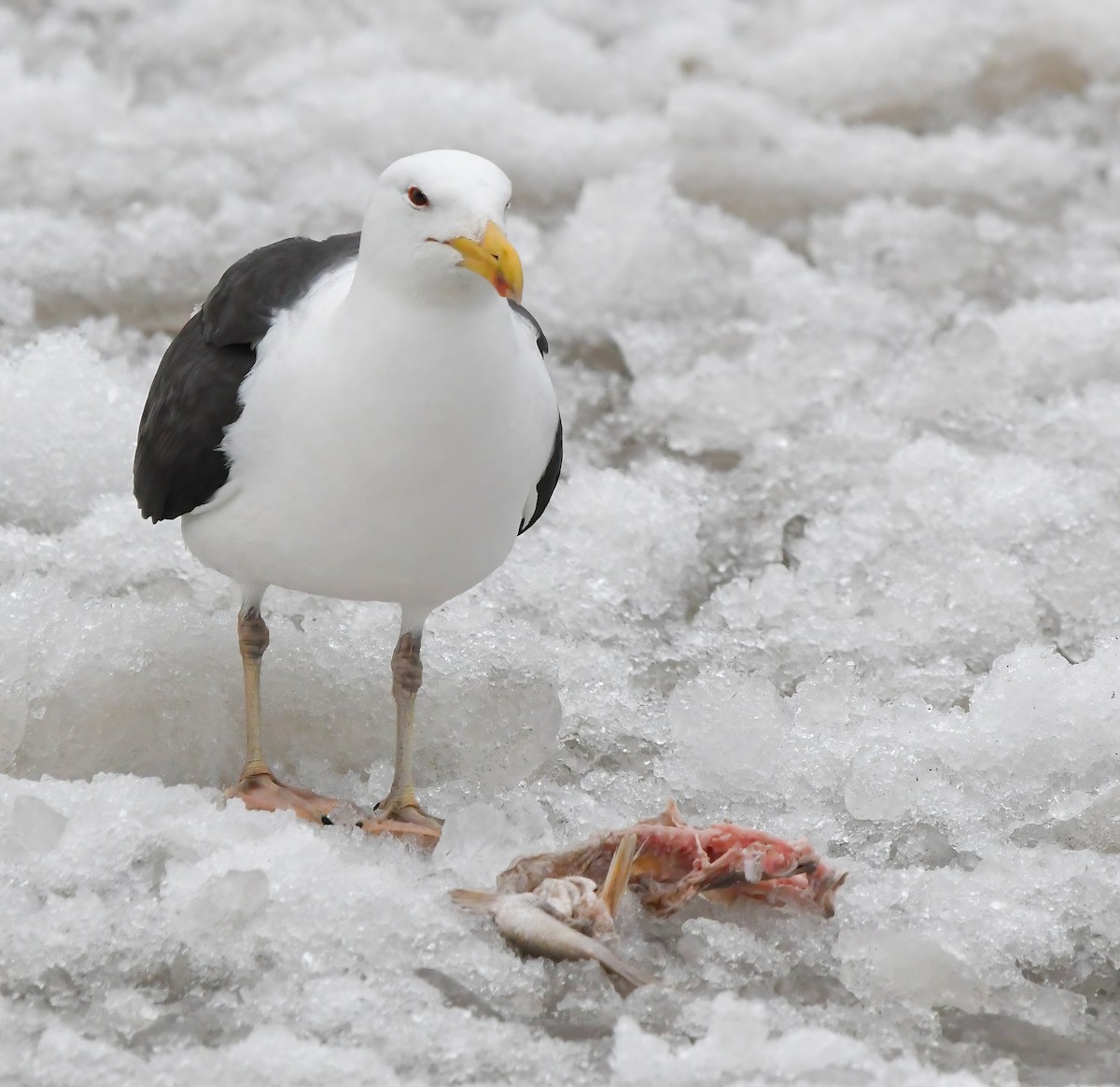 racek mořský - ML647363721