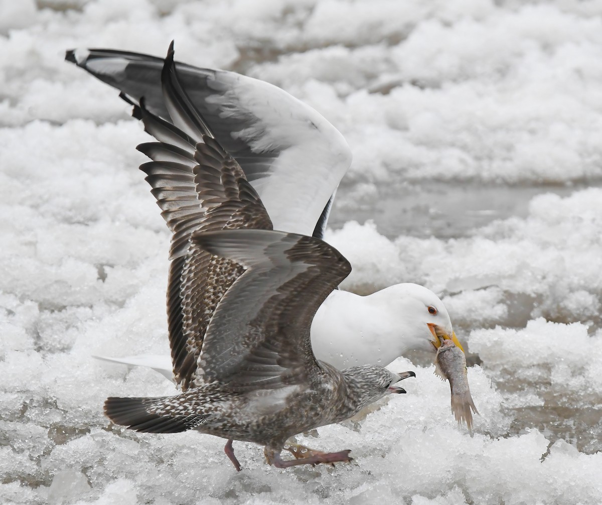 racek mořský - ML647363722