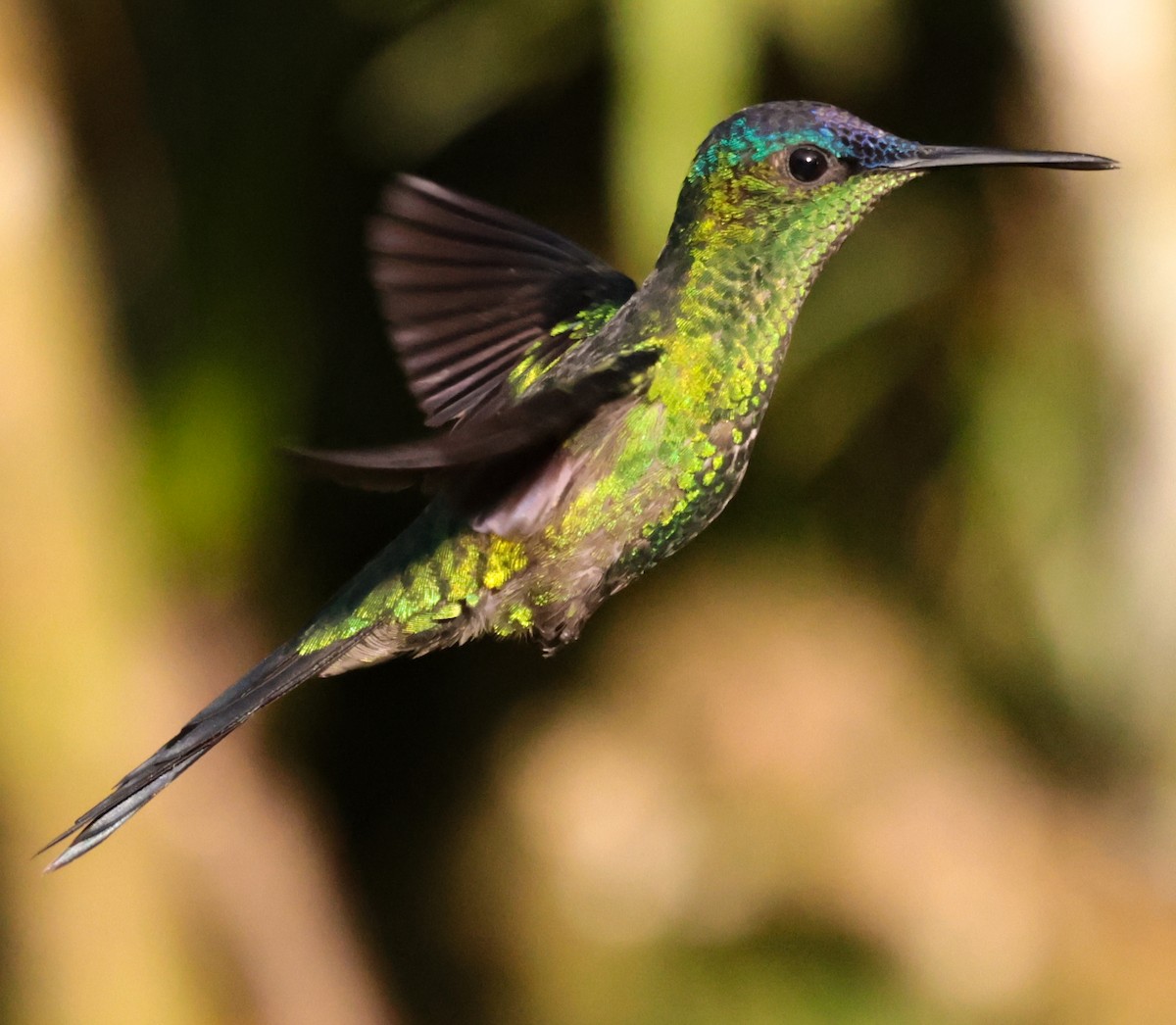 Violet-capped Woodnymph - ML647363739