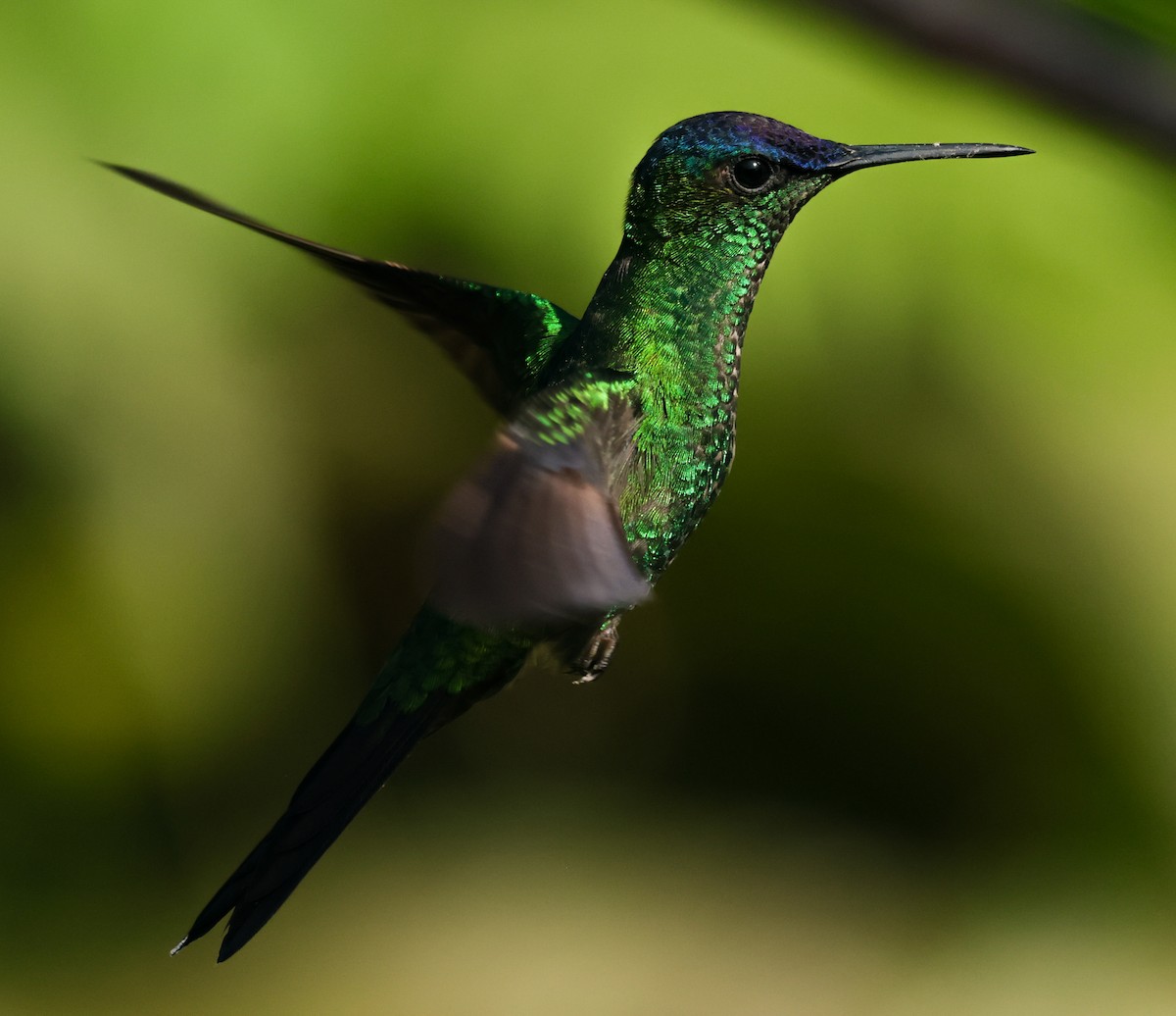 Violet-capped Woodnymph - ML647363741