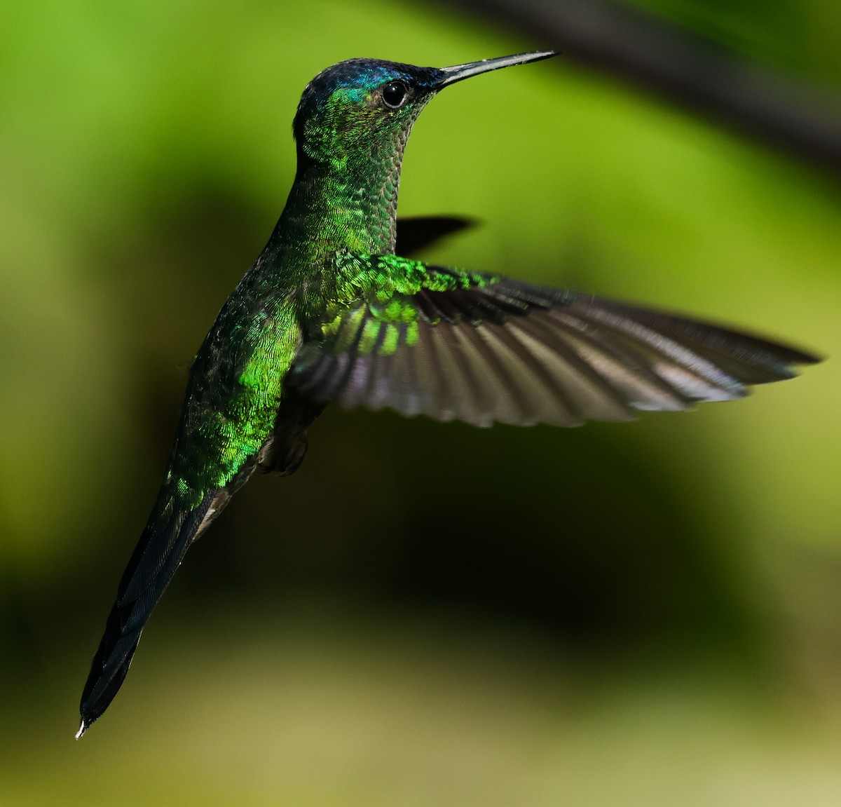 Violet-capped Woodnymph - ML647363742