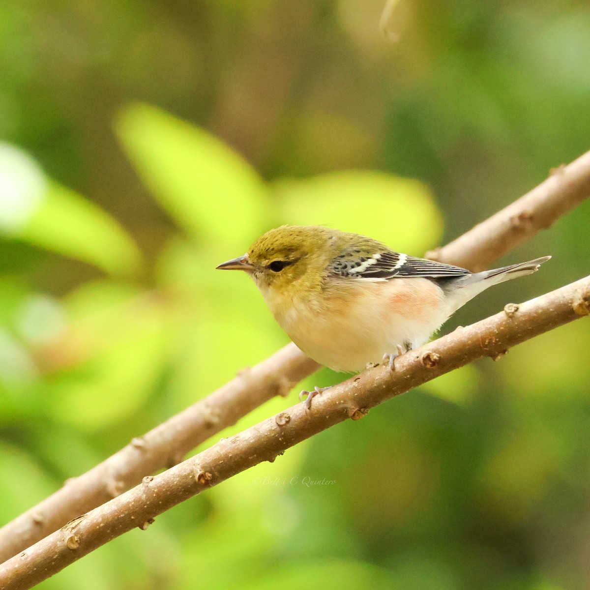 Reinita Castaña - ML647363745