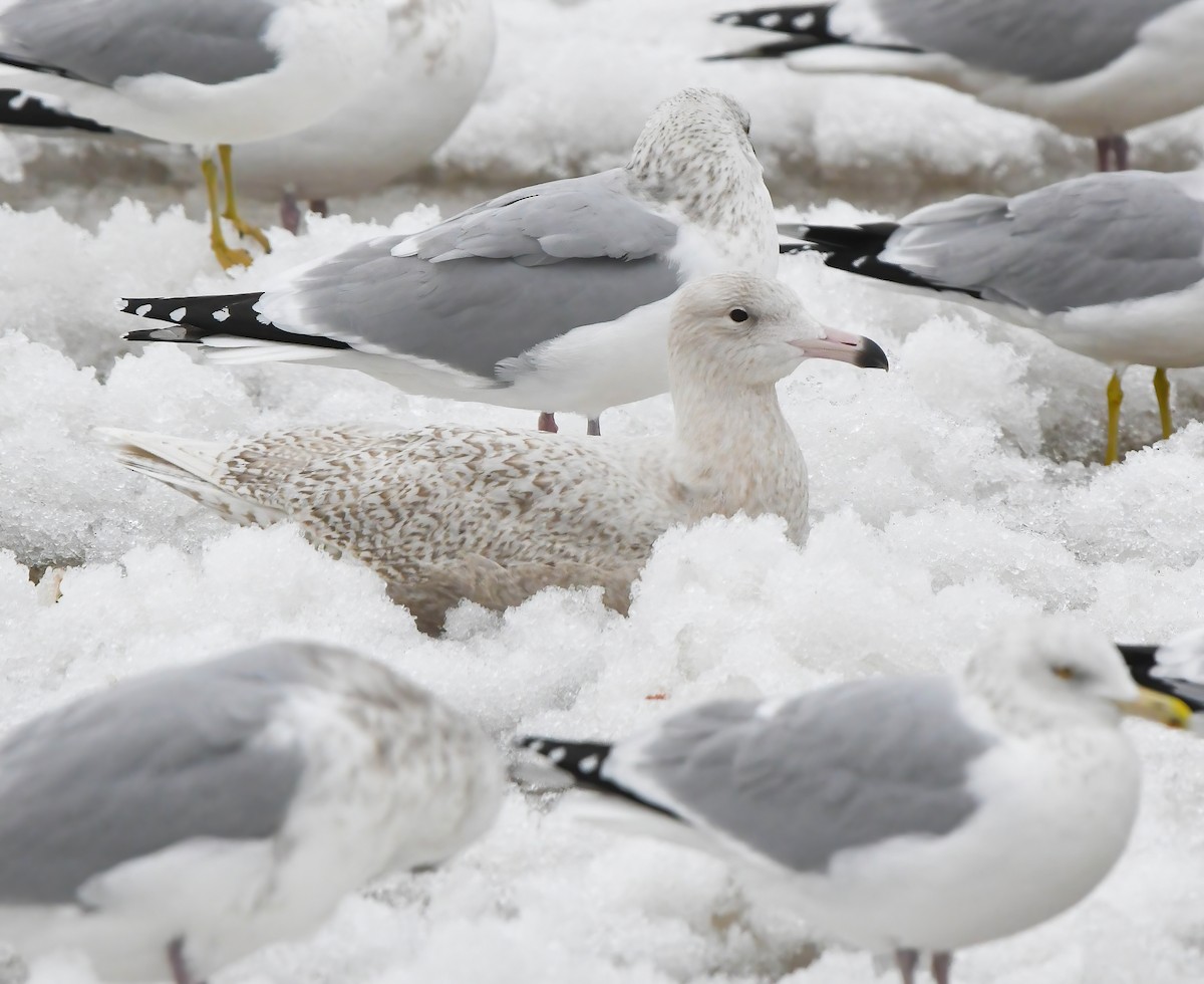 Glaucous Gull - ML647363754
