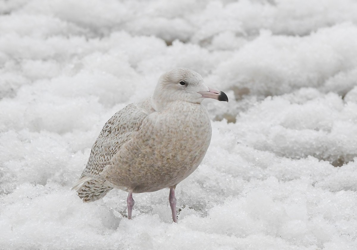 Glaucous Gull - ML647363755