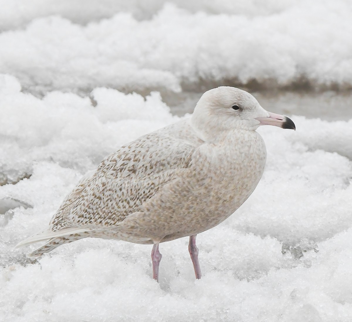 Glaucous Gull - ML647363756