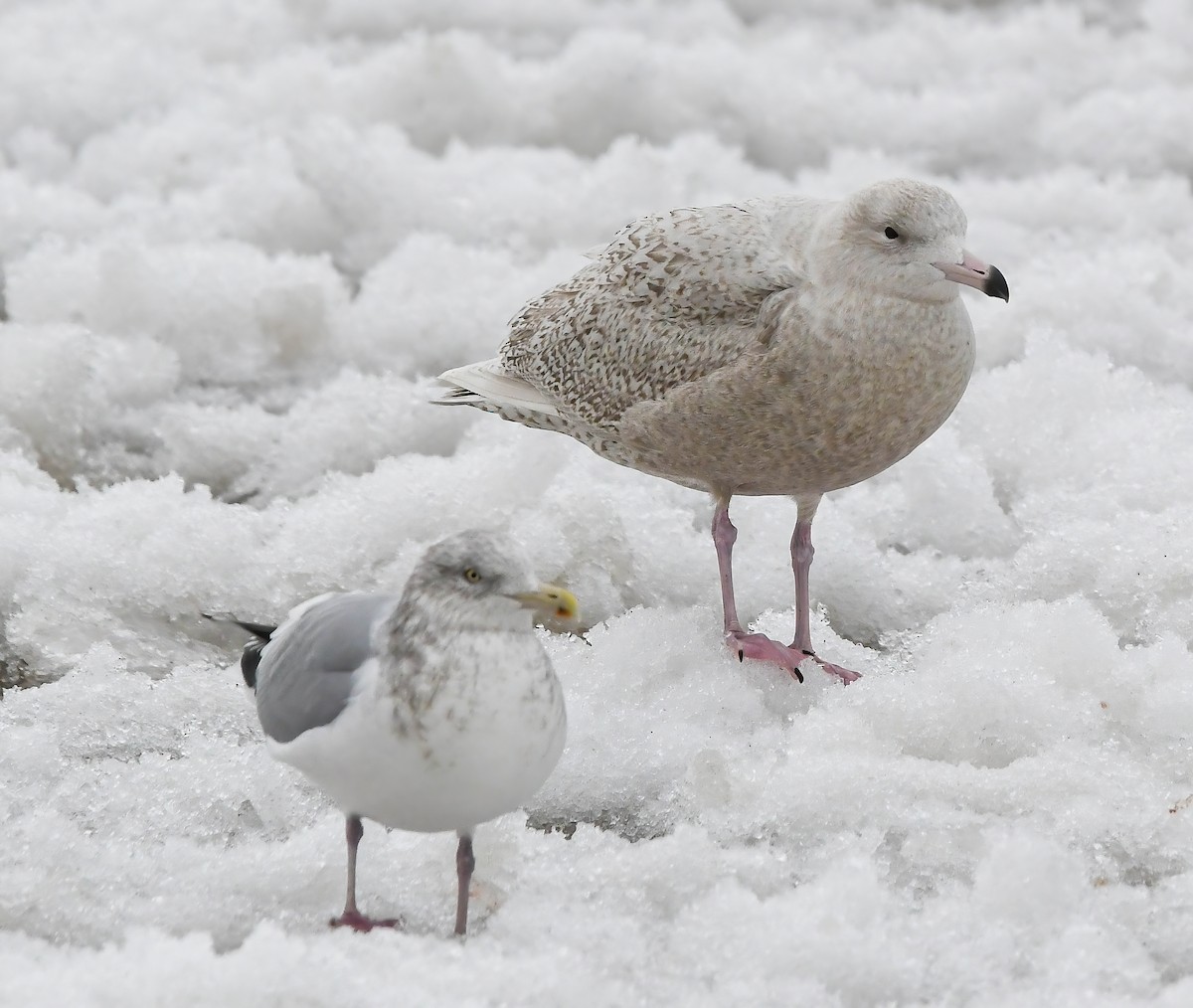 Glaucous Gull - ML647363757