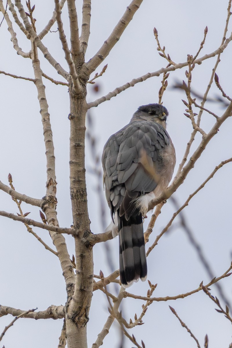 Cooper's Hawk - ML647363777