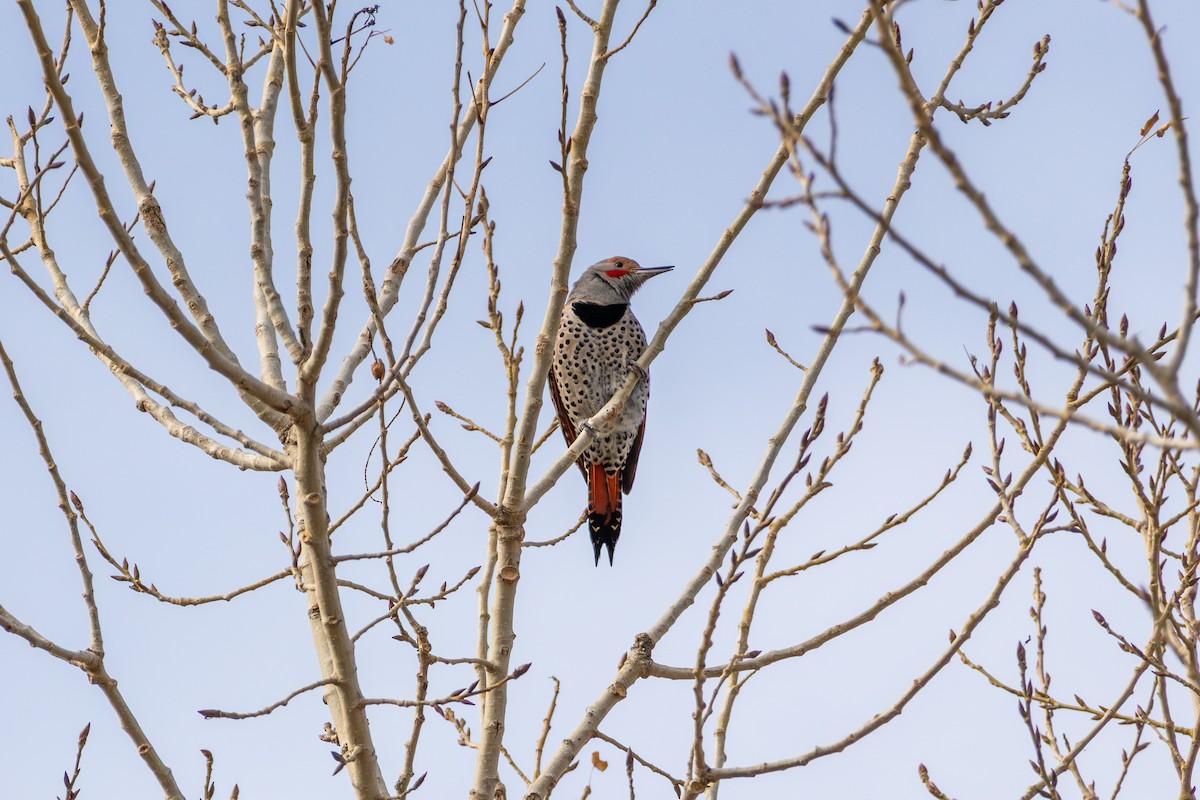 Northern Flicker (Red-shafted) - ML647363784