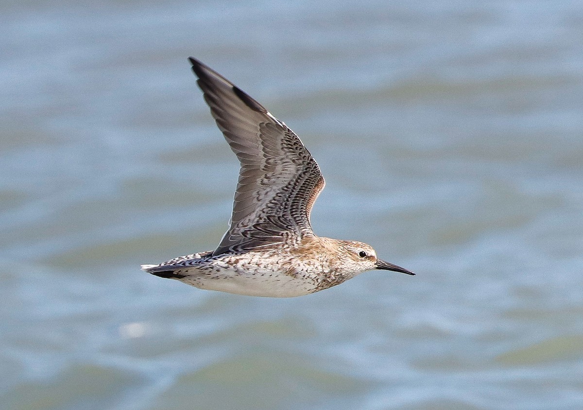 Исландский песочник - ML647363807