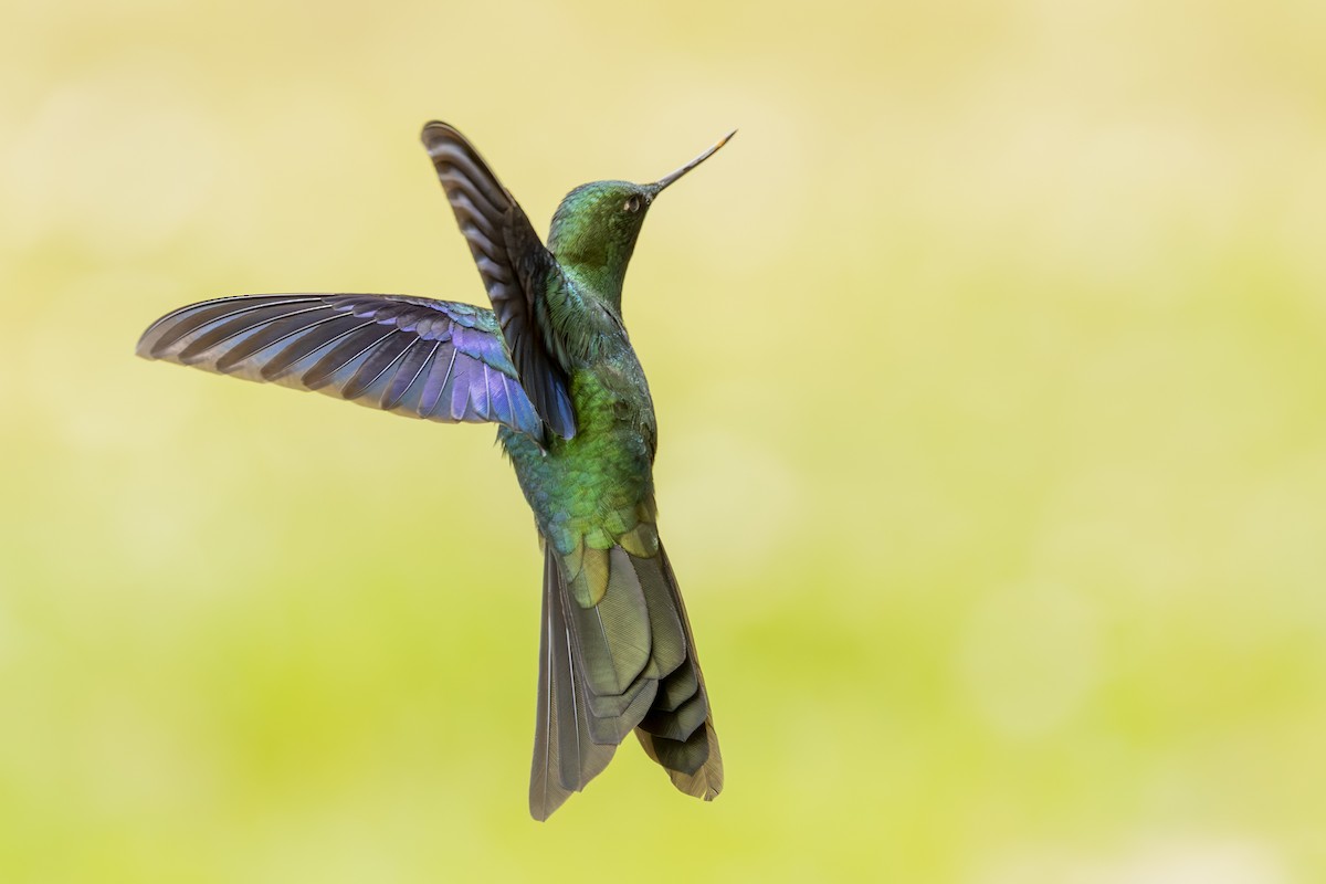 Safir Kanatlı Kolibri - ML647363812