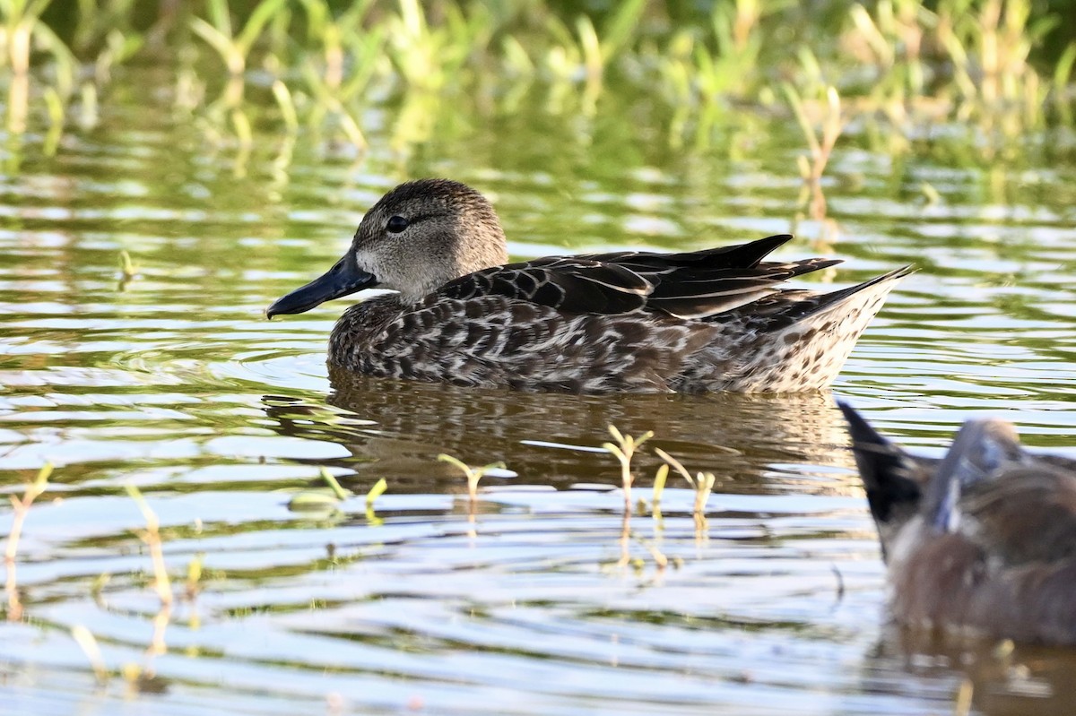 Чирянка блакитнокрила - ML647363832