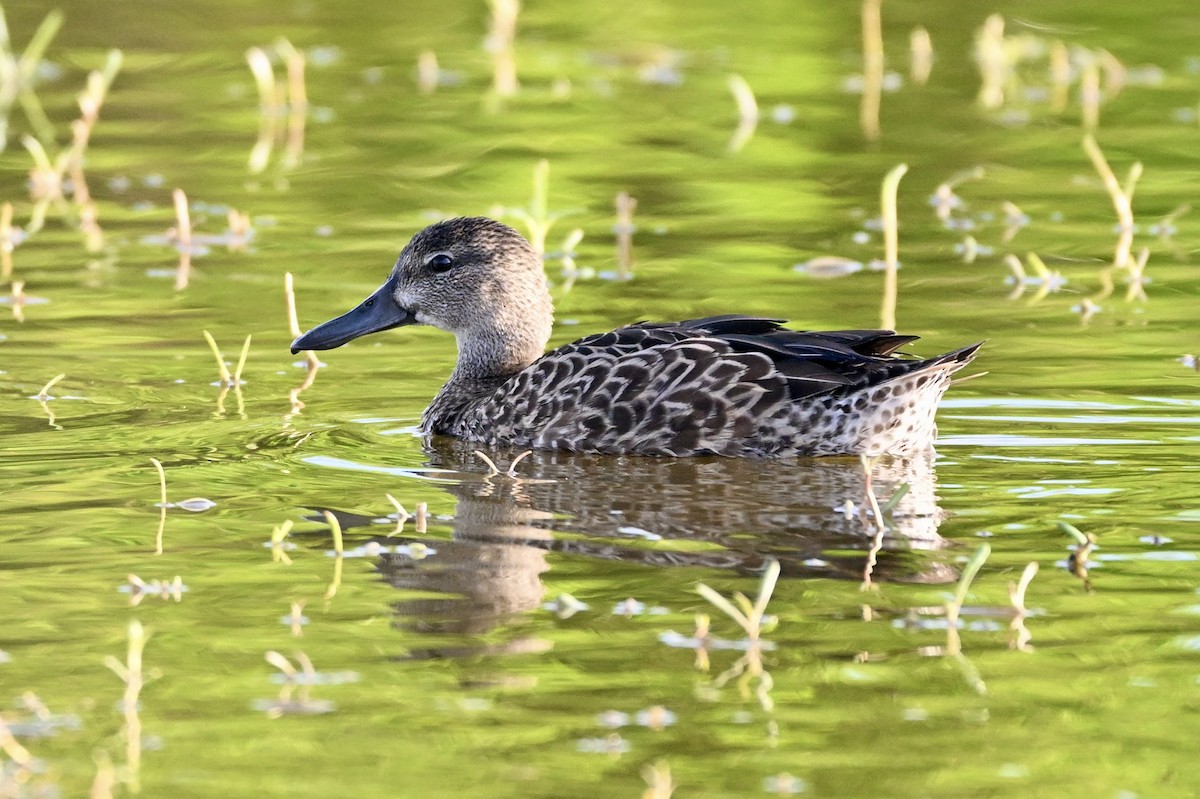 Чирянка блакитнокрила - ML647363833