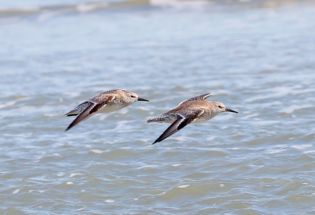 Исландский песочник - ML647363842