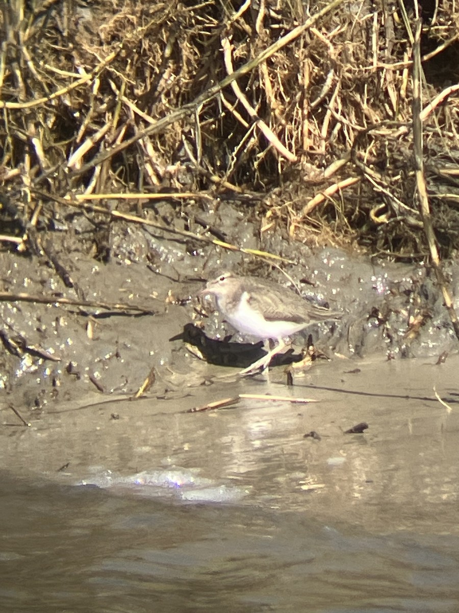 Chevalier grivelé - ML647363846