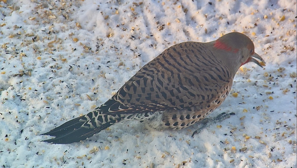 Pic flamboyant (hybride forme dorée x rosée) - ML647363847