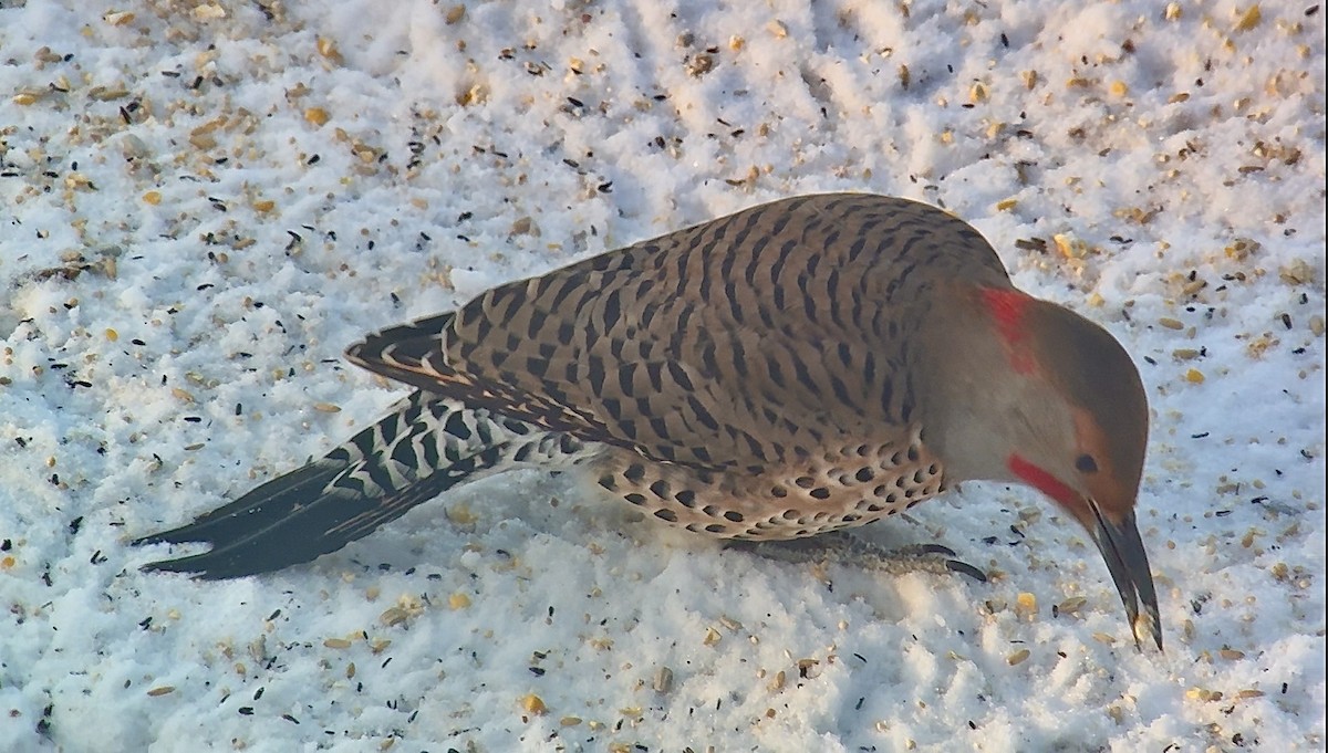 Pic flamboyant (hybride forme dorée x rosée) - ML647363848