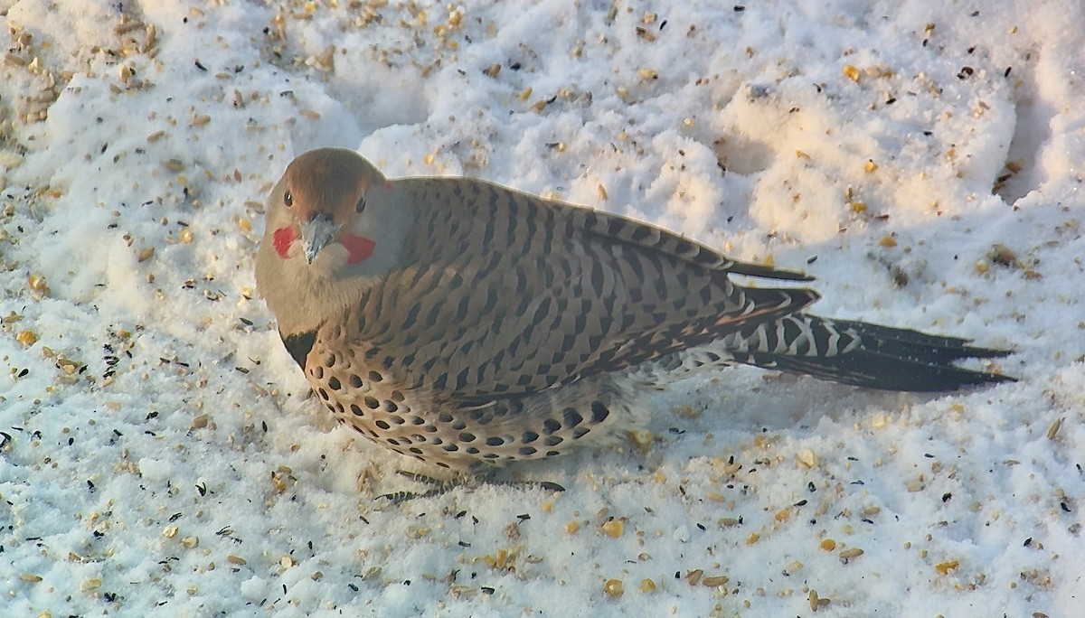 Pic flamboyant (hybride forme dorée x rosée) - ML647363850