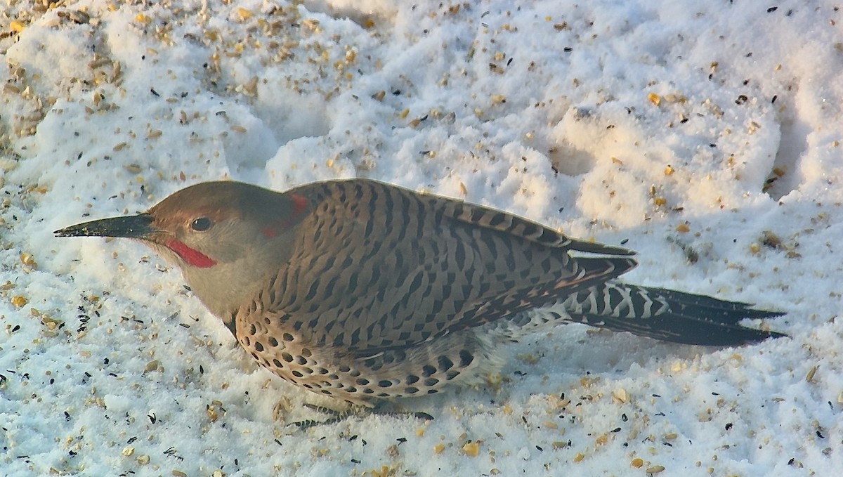 Pic flamboyant (hybride forme dorée x rosée) - ML647363851