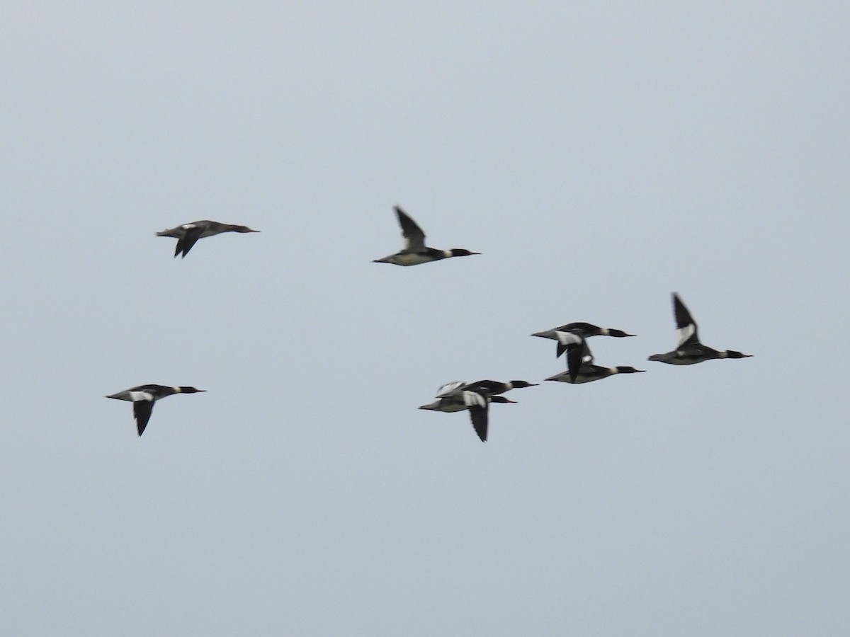 Harle huppé - ML647363855