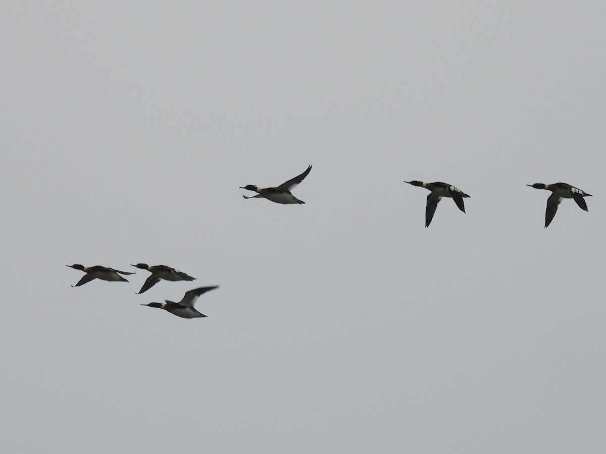 Harle huppé - ML647363856