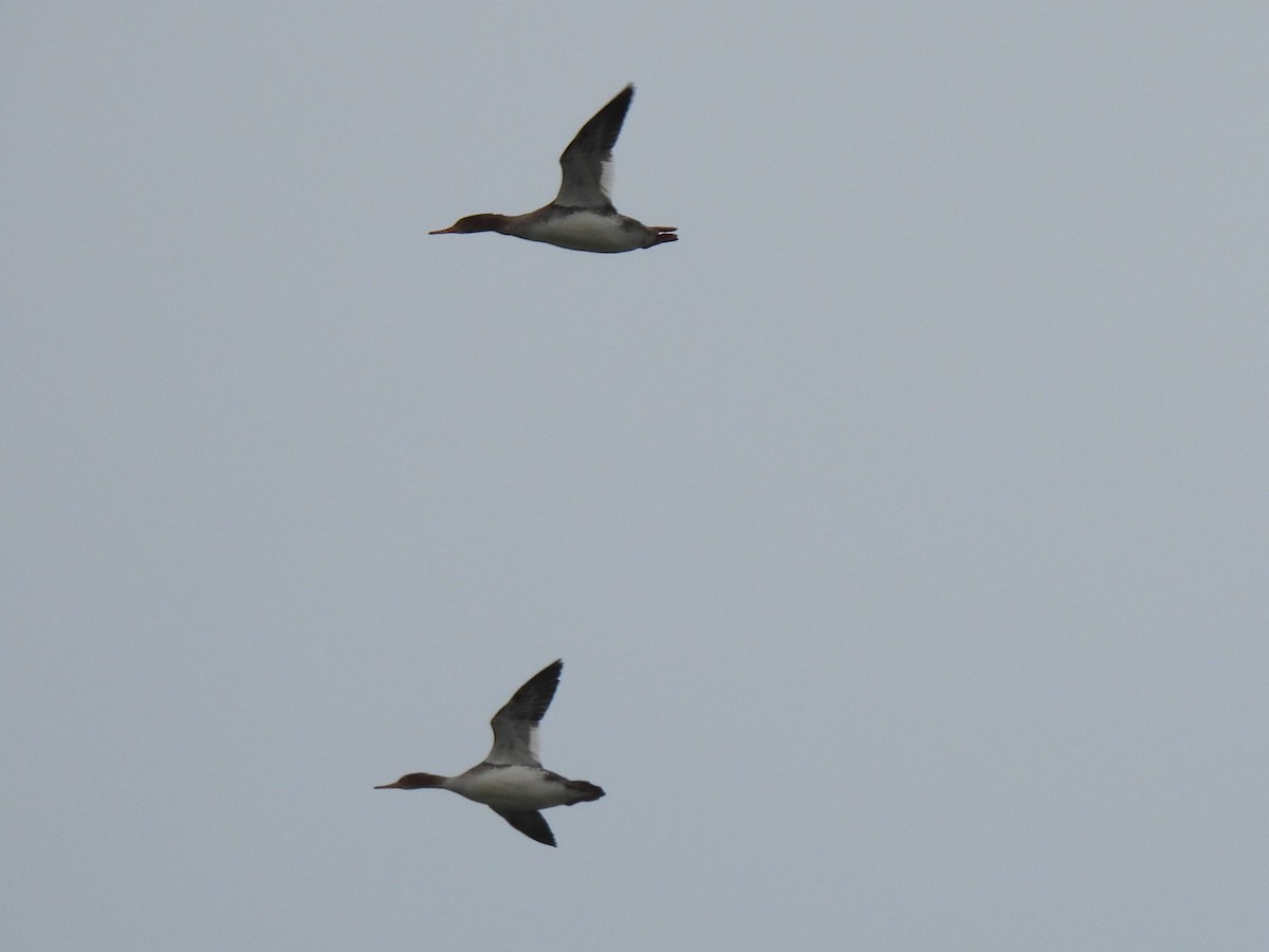 Harle huppé - ML647363857